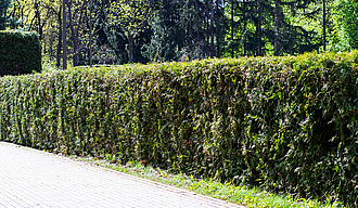 There is a hedge along the side of a road, with trees visible in the background