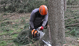 Ein Mann schneidet mit einer Kettensäge in einen Baum