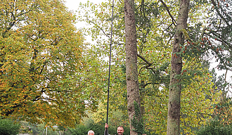 Drei Personen vor einem hohen Baum mit der Teleskoplanze